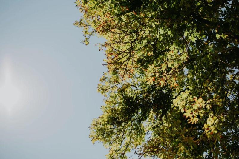 Erhartinger Festzelt Foto Baum